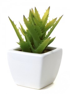 aloe vera plant 225x300 1